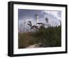 Lighthouse Terns I-Steve Hunziker-Framed Art Print