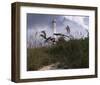 Lighthouse Terns I-Steve Hunziker-Framed Art Print