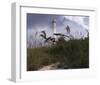 Lighthouse Terns I-Steve Hunziker-Framed Art Print