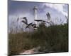 Lighthouse Terns I-Steve Hunziker-Mounted Art Print