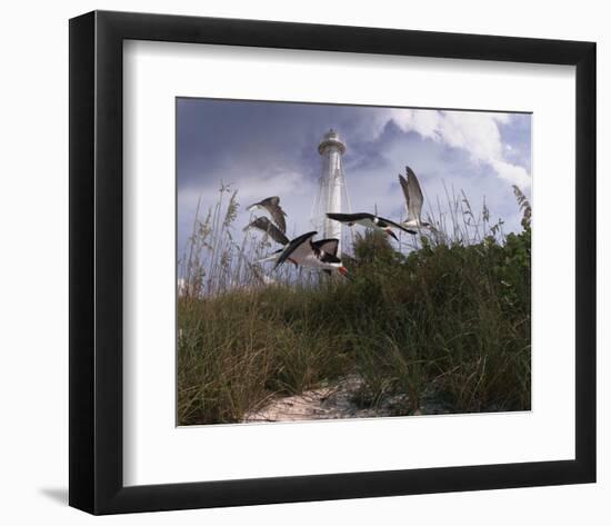 Lighthouse Terns I-Steve Hunziker-Framed Art Print
