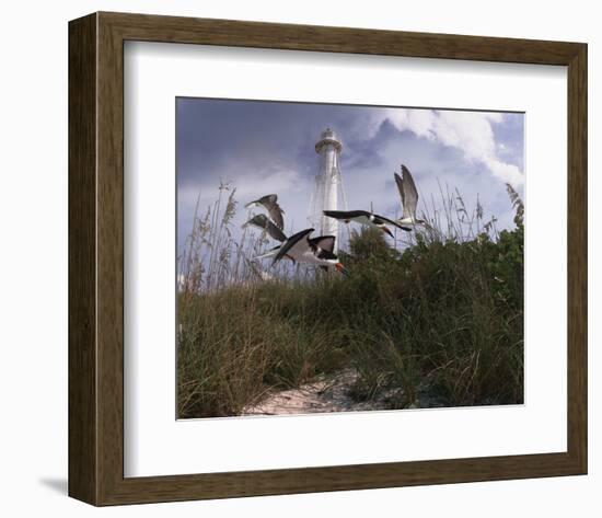 Lighthouse Terns I-Steve Hunziker-Framed Art Print