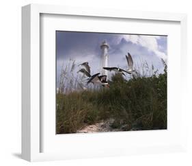 Lighthouse Terns I-Steve Hunziker-Framed Art Print