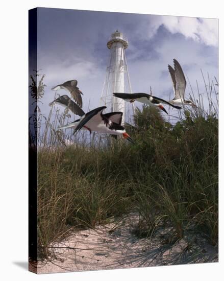 Lighthouse Terns II-Steve Hunziker-Stretched Canvas
