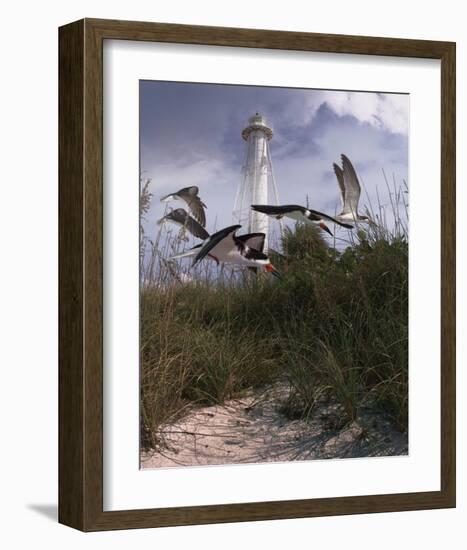 Lighthouse Terns II-Steve Hunziker-Framed Art Print