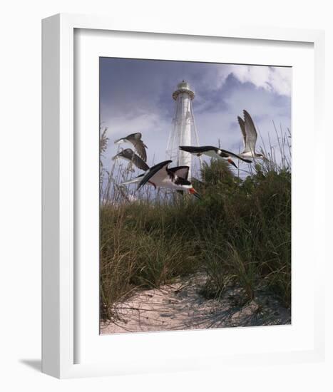 Lighthouse Terns II-Steve Hunziker-Framed Art Print