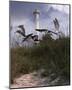 Lighthouse Terns II-Steve Hunziker-Mounted Art Print