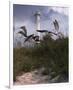 Lighthouse Terns II-Steve Hunziker-Framed Art Print