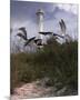 Lighthouse Terns II-Steve Hunziker-Mounted Art Print