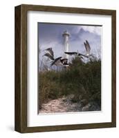 Lighthouse Terns II-Steve Hunziker-Framed Art Print