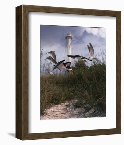 Lighthouse Terns II-Steve Hunziker-Framed Art Print
