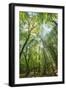 Lighting Forest-Philippe Manguin-Framed Photographic Print