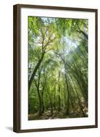 Lighting Forest-Philippe Manguin-Framed Photographic Print