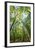 Lighting Forest-Philippe Manguin-Framed Photographic Print