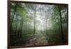 Lighting Forest-Philippe Manguin-Framed Photographic Print