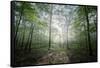 Lighting Forest-Philippe Manguin-Framed Stretched Canvas