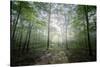 Lighting Forest-Philippe Manguin-Stretched Canvas