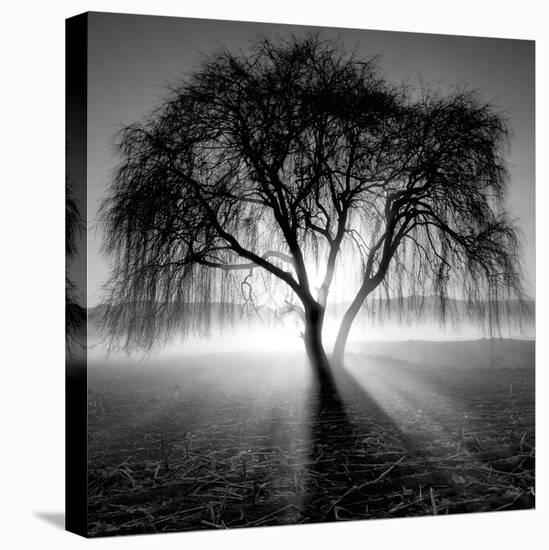 Lighting Tree-Moises Levy-Stretched Canvas