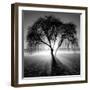 Lighting Tree-Moises Levy-Framed Premium Photographic Print