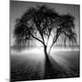 Lighting Tree-Moises Levy-Mounted Premium Photographic Print