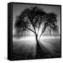 Lighting Tree-Moises Levy-Framed Stretched Canvas
