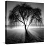 Lighting Tree-Moises Levy-Stretched Canvas