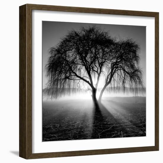 Lighting Tree-Moises Levy-Framed Photographic Print