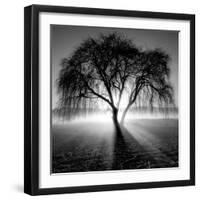 Lighting Tree-Moises Levy-Framed Photographic Print