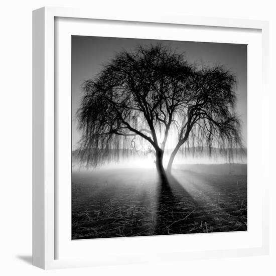 Lighting Tree-Moises Levy-Framed Photographic Print