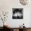 Lighting Tree-Moises Levy-Photographic Print displayed on a wall