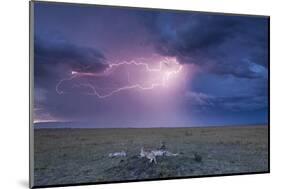 Lightning Above Cheetah with Adolescent Cubs on Termite Mound-null-Mounted Photographic Print