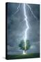 Lightning Striking Tree-null-Stretched Canvas