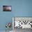 Lightning-Wayne Bradbury-Stretched Canvas displayed on a wall