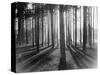 Lights and Shadows Showing Through the Trees-Bettmann-Stretched Canvas