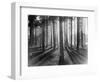 Lights and Shadows Showing Through the Trees-Bettmann-Framed Photographic Print