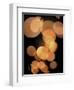 Lights, no. 1-Fabio Panichi-Framed Photographic Print