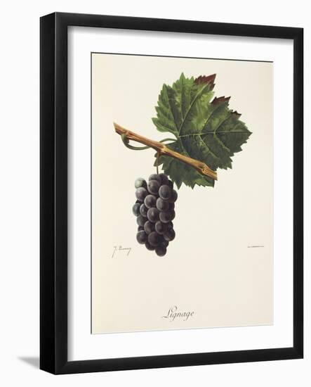 Lignage Grape-J. Troncy-Framed Giclee Print