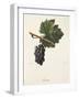 Lignage Grape-J. Troncy-Framed Giclee Print