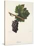 Lignage Grape-J. Troncy-Stretched Canvas