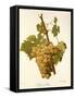 Lignan Blanc Grape-A. Kreyder-Framed Stretched Canvas