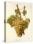 Lignan Blanc Grape-A. Kreyder-Stretched Canvas