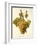 Lignan Blanc Grape-A. Kreyder-Framed Giclee Print