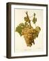 Lignan Blanc Grape-A. Kreyder-Framed Giclee Print