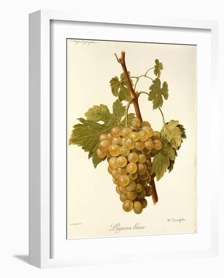 Lignan Blanc Grape-A. Kreyder-Framed Giclee Print