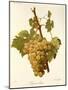 Lignan Blanc Grape-A. Kreyder-Mounted Giclee Print