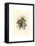 Ligurinus Chloris (Greenfinch)-Richter & Gould-Framed Stretched Canvas