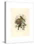 Ligurinus Chloris (Greenfinch)-Richter & Gould-Stretched Canvas