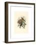 Ligurinus Chloris (Greenfinch)-Richter & Gould-Framed Giclee Print