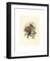 Ligurinus Chloris (Greenfinch)-Richter & Gould-Framed Giclee Print