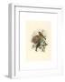 Ligurinus Chloris (Greenfinch)-Richter & Gould-Framed Giclee Print